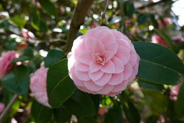 camellia japonica, common camellia, japanese camellia, theaceae, yamatsubaki, washington, seattle,...