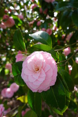 camellia japonica, common camellia, japanese camellia, theaceae, yamatsubaki, washington, seattle,...