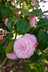 camellia japonica, common camellia, japanese camellia, theaceae, yamatsubaki, washington, seattle,...