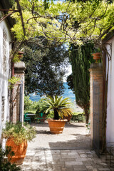 Fototapeta na wymiar Palm tree in the Italian courtyard. Villa Bordoni
