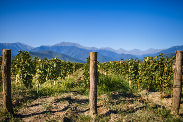 Fototapeta na wymiar Vineyards with mountain views