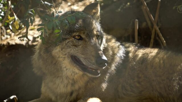Iberian wolf (Canis lupus signatus) in the shade in captivity