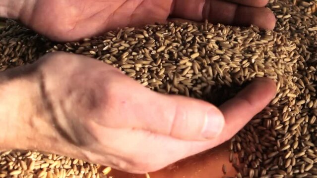 Hands touching organic grains to feel quality of fresh harvest. Product of husbandry ready to export