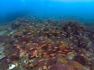 Naklejka na ściany i meble The school of fish swimming around the sea anemones.