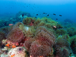The school of fish swimming around the sea anemones.
