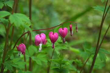 heart flowers
