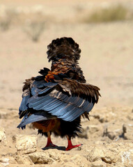 Bateleur Eagle at the waterhole, Kgalagadi, South Africa