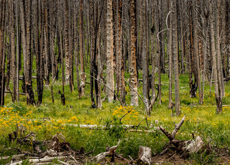 Akamina Parkway Waterton Lakes National Park Alberta Canada