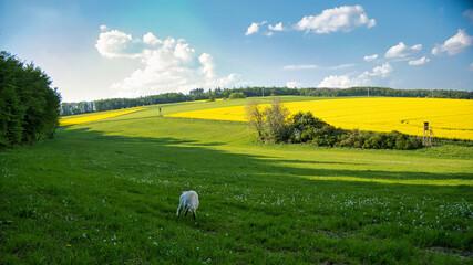 Ein weißer Hund läuft begeistert über Wiesen und Feldern im Taunus bei Idstein an einem schönen...