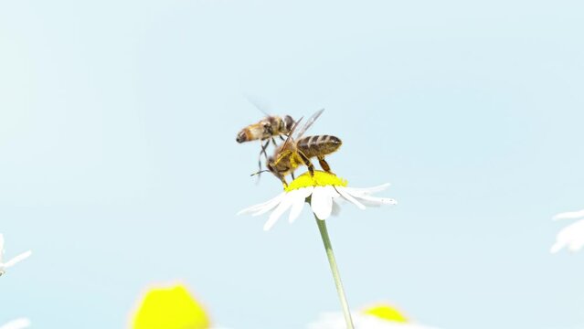Flying bee gathering pollen from daisy flower being attacked by wasp, filmed on high speed cinema camera, 1000fps.