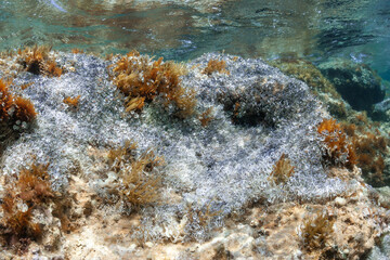coral reef in the sea