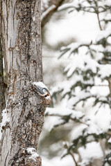 White-breasted Nuthatch in snow, female, on red maple tree