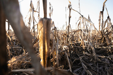 reeds in the autumn. close up of a pile of dried roots. Dried corn stalks. field before processing. agricultural cultures.