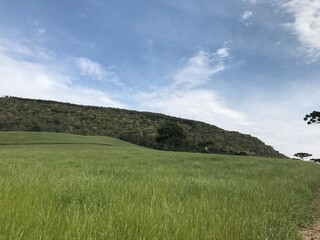 Fototapeta premium field