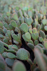 agriculture with cactus production greenhouse 