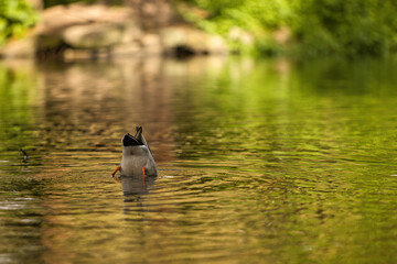 Male duck diving for food in a pond.