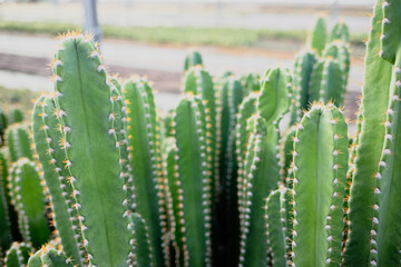 agriculture with cactus production greenhouse 