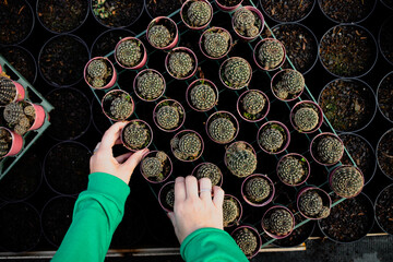 agriculture with cactus production greenhouse 