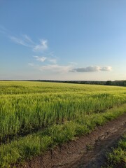 field of wheat