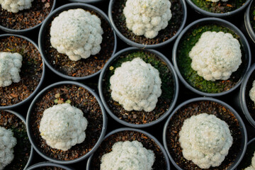 agriculture with cactus production greenhouse 