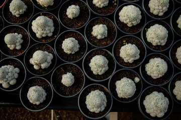 agriculture with cactus production greenhouse 