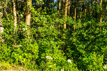 Road side Elk Island National Park Alberta Canada