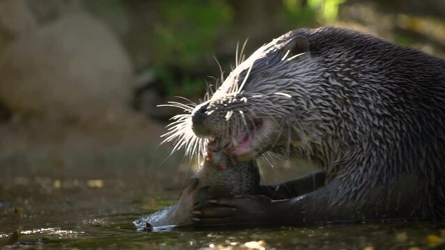 Eurasian otter (Lutra lutra) eating a large fish in a forest stream, close-up