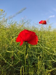 red poppy in the field