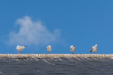 Seagulls perched on a roof with blue sky