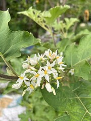eggplant flower in nature garden