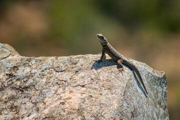 lizard, lizard, lizard sunbathing on the rock at the top of the white stone hill