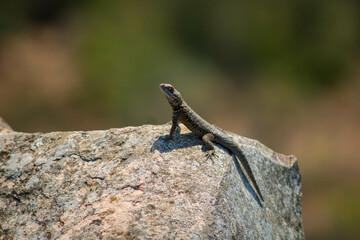 lizard, lizard, lizard sunbathing on the rock at the top of the white stone hill