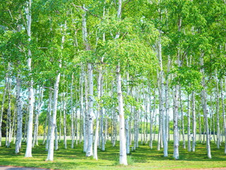 北海道の風景 前田森林公園の白樺並木