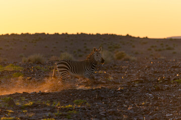 Wild zebras in in African national park. Golden hour. Sunset.