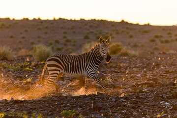 Wild zebras in in African national park. Golden hour. Sunset.