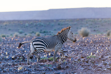 Fototapeta na wymiar Wild zebras in in African national park. Golden hour. Sunset.