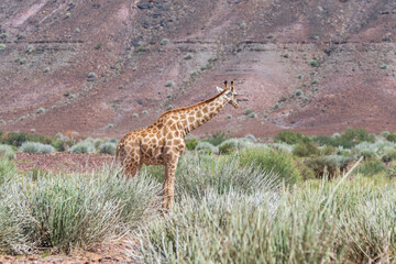 Giraffe walking in the African savanna. Safari in Namibia.