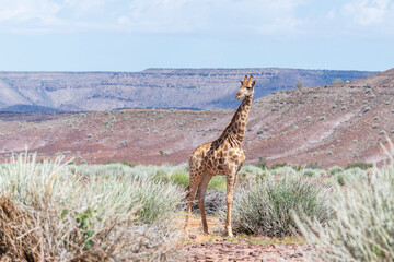 Giraffe walking in the African savanna. Safari in Namibia.