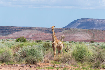 Giraffe walking in the African savanna. Safari in Namibia.