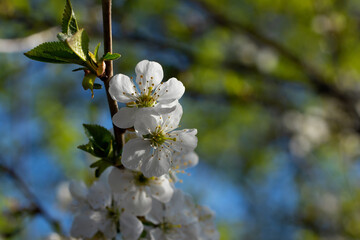 Cherry tree blossoms on a spring day in the sun
