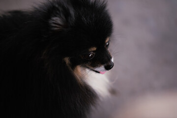 Small dog, Pomeranian, black body, front, close-up, cute, intelligent