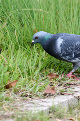 土の餌を食べている鳩