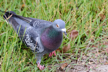 芝生の上をあるく鳩