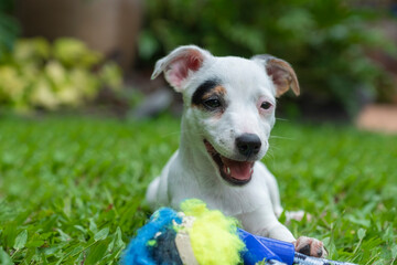 eyes marking jack Russell puppy is playing with toy at green backyard.