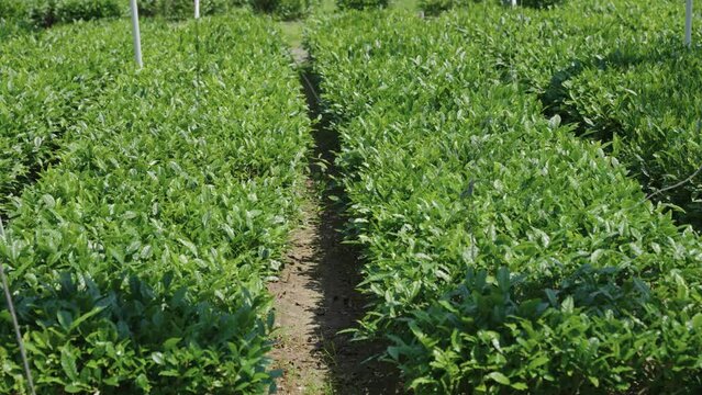 Green Tea "Matcha" Bushes Growing in Rural Japan