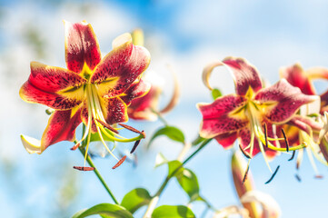 red and yellow flower