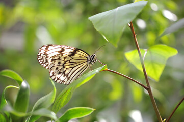 日本最大級のタテハチョウ科オオゴマダラ