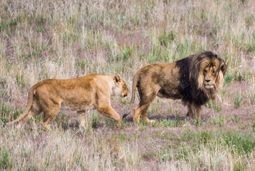 lion and lioness walking