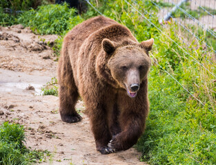 Fototapeta na wymiar brown bear walking