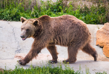 Fototapeta premium brown bear walking